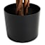 Ficus Tree in Black Pot, 4'