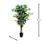 Ficus Tree in Black Pot, 4'