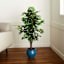 Ficus Tree in Black Pot, 4'