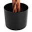 Ficus Tree in Black Pot, 6'
