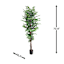 Ficus Tree in Black Pot, 6'