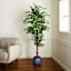 Ficus Tree in Black Pot, 6'