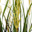 Potted Pampas Grass Bush, 45"