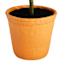 Honeybloom Olive Tree in Melamine Vessel, 72"