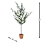 Honeybloom Olive Tree in Melamine Vessel, 72"