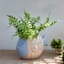 Indoor Fish Ceramic Planter, 8"