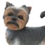 Yorkshire Terrier Outdoor Garden Statue, 10"