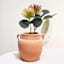 Terracotta Ceramic Pot, 4"