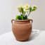 Terracotta Ceramic Pot, 6"