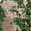 100-Count LED Edison String Lights with Brown Wire