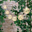 10-Count LED Hemp Mesh Globe String Lights