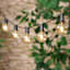 10-Count LED Filament Globe String Lights