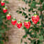 10-Count LED Strawberry String Lights with Timer