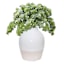 White & Cream Ceramic Vase, 11"