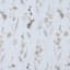 2-Pack Neutral Floral Blackout Grommet Curtain Panels, 84"