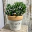 Indoor Crazy Plant Lady Ceramic Planter, 5"