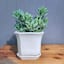 Indoor Square Ceramic Pot with Saucer, 5"