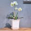 Indoor Square Ceramic Pot with Saucer, 5"