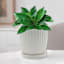 Providence Indoor Bridget White Ceramic Planter with Saucer, 6"