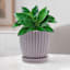 Providence Indoor Bridget Lilac Ceramic Planter with Saucer, 6"