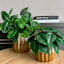 Honeybloom Indoor Ribbed Honey Glaze Planter, Medium
