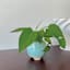Indoor Cleo Teal Planter, 4"