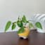 Indoor Cleo Yellow Planter, 4"