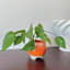 Indoor Cleo Orange Planter, 4"