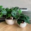 Indoor Cream Ceramic Pot with Bronze Trim, Medium