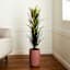 Yucca Tree with Black Planter, 48"