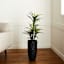 Yucca Tree with Black Planter, 33"