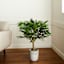 Potted Willow Tree, 3'