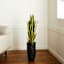 Potted Snake Plant, 3'