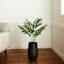 Potted Areca Plant, 3'