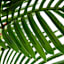 Potted Areca Palm Plant, 6'
