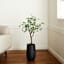 Potted Eucalyptus Tree, 3'