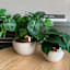 Indoor Cream Ceramic Pot with Bronze Trim, Small