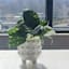 Indoor White Ceramic Planter, 4"
