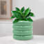 Sunny Club Indoor Green Ceramic Planter, Small