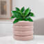 Sunny Club Indoor Pink Ceramic Planter, Small