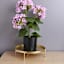 11In Gold Metal Plant Riser