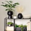 Crosby St. White Pampas Grass in Black Pot, 16"
