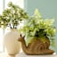 Fern in Snail Pot