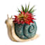 Honeybloom Indoor Resin Snail Planter, 8"