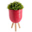 Sunny Club Red Planter, 16"