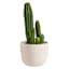 Providence Indoor Daphne White Planter, 8"