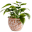 Honeybloom Indoor Juni Beige Planter, 7"