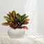 Matte Cream with Dots Ceramic Vase, 8.1x14.2