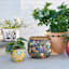 Indoor Amaryllis Planter, Large