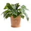 Honeybloom Indoor Terracotta Dragonfly Pot, Medium